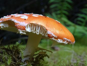 Close-up of fly agaric mushroom