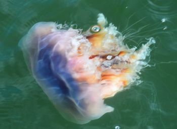 High angle view of fish swimming in water