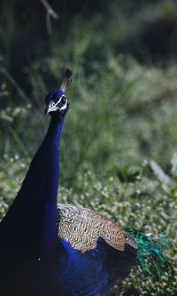 Close-up of a peacock