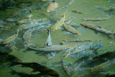 High angle view of fish swimming in sea