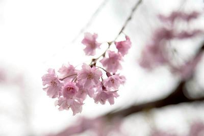 Close-up of cherry blossom tree