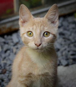 Close-up portrait of cat