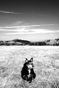 Portrait of dog on field against sky