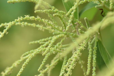 Close-up of flowering plant