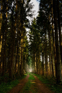 Dirt road amidst trees in forest