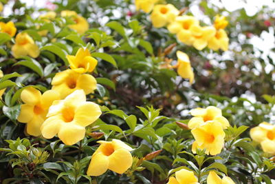 Close-up of yellow flowering plants