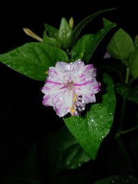 Close-up of wet purple flowers blooming against black background