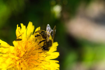 Close-up of butterfly pollinating on yellow flower