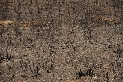 Full frame shot of cracked land