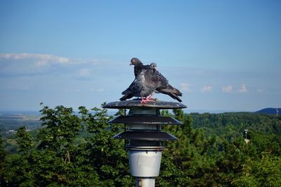 Bird on a tree