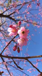 Low angle view of cherry blossoms in spring