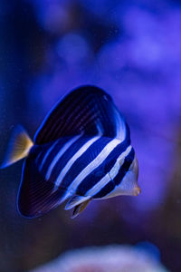 Close-up of fish swimming in sea