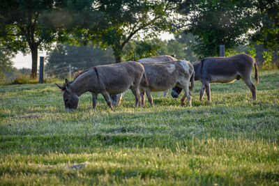 Horses grazing in a field