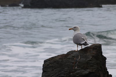 Seagull perching on rock by sea