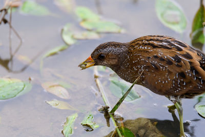 Close-up of bird in water