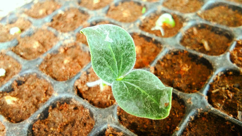 High angle view of small plant leaves