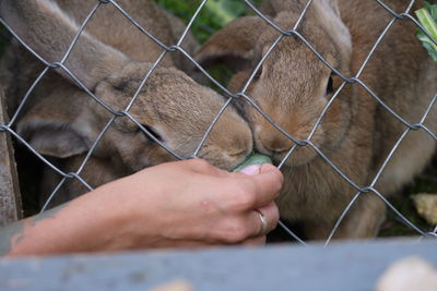 Close-up of hand feeding rabbits 