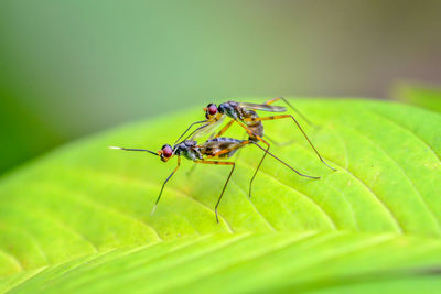 Close-up of insect on leaf