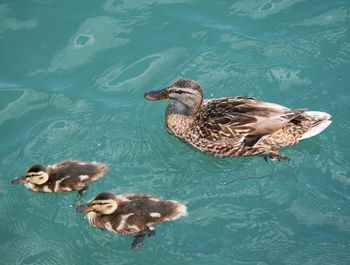 High angle view of ducks swimming in lake