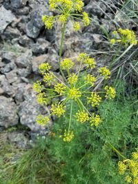 Close-up of flowers blooming outdoors