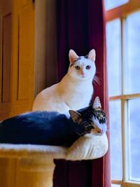 Cats infront of a window looking at camera