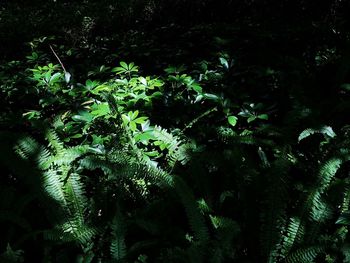 Low angle view of fern leaves at night