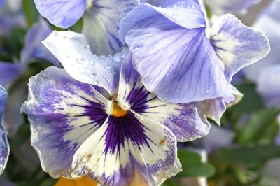 Close-up of purple flowering plant