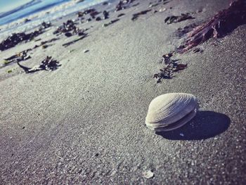 High angle view of seashell on beach