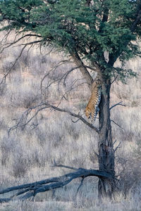 View of a bird on a tree