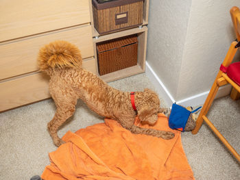 High angle view of a dog at home