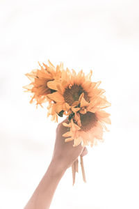 Close-up of hand holding flowering plant against white background