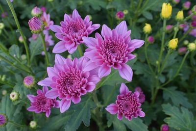 Close-up of pink flowers blooming outdoors