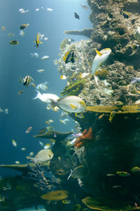 Ducks swimming in aquarium