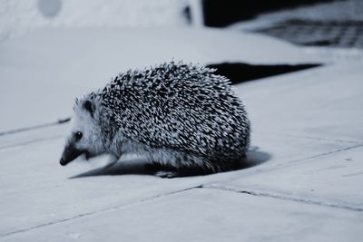 Close-up of a rabbit on the footpath