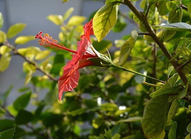 leaf, growth, focus on foreground, branch, freshness, red, flower, close-up, nature, beauty in nature, plant, green color, tree, low angle view, fragility, bud, stem, twig, day, outdoors