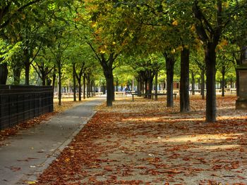 Road amidst trees during autumn