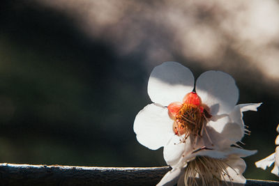 Close-up of white flowering plant