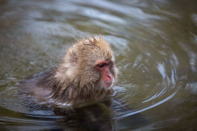 Japanese macaque in hot spring