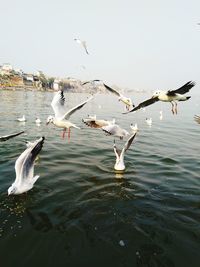 Seagulls flying over lake