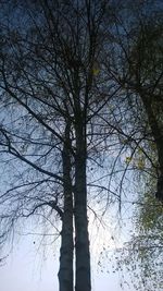 Low angle view of bare tree against sky