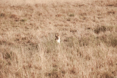 Lion cub blending into the grass, maasai mara, kenya