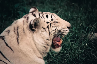 Close-up of a tiger