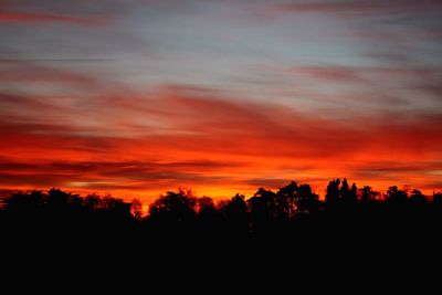 Silhouette of trees at sunset