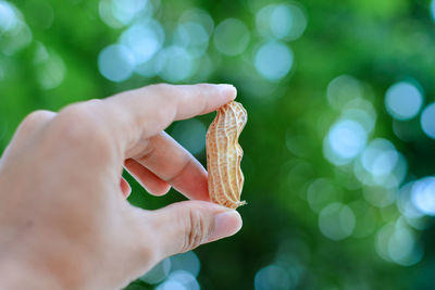 Close-up of person holding ice cream