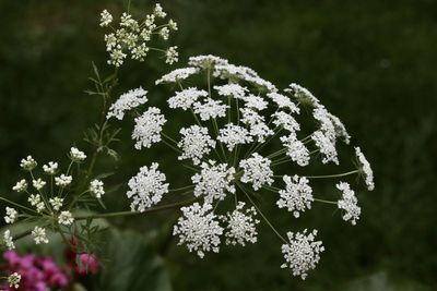 Close-up of white flowering plant