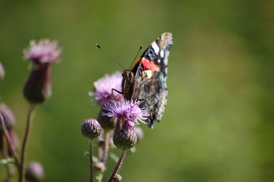 Close-up of honey bee on thistle