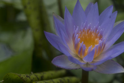 Close-up of purple flower