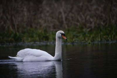 Swan swimming in lake