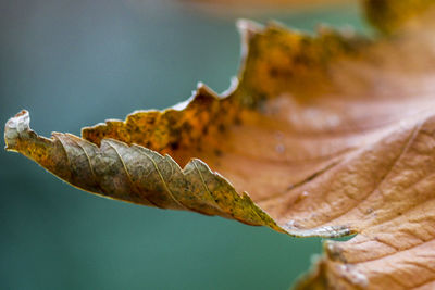 Close-up of dried leaves