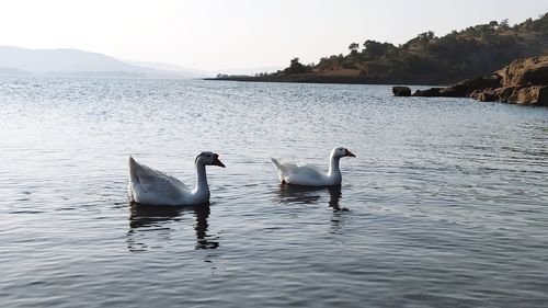 Swans swimming in lake